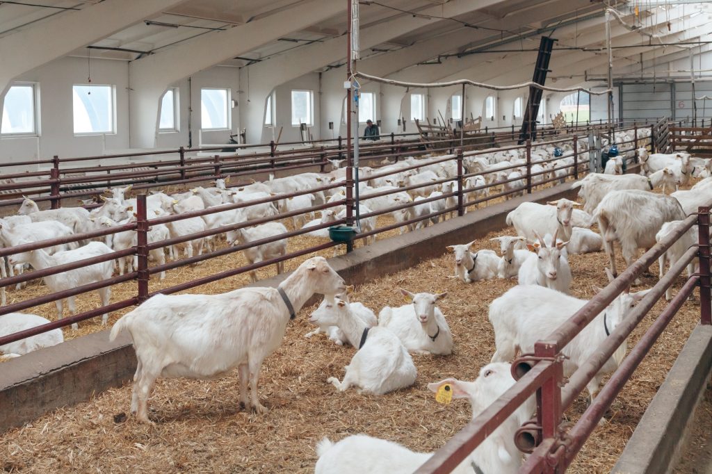 Goats eat hay or grass on the farm. Farm livestock for industrial production of goat dairy