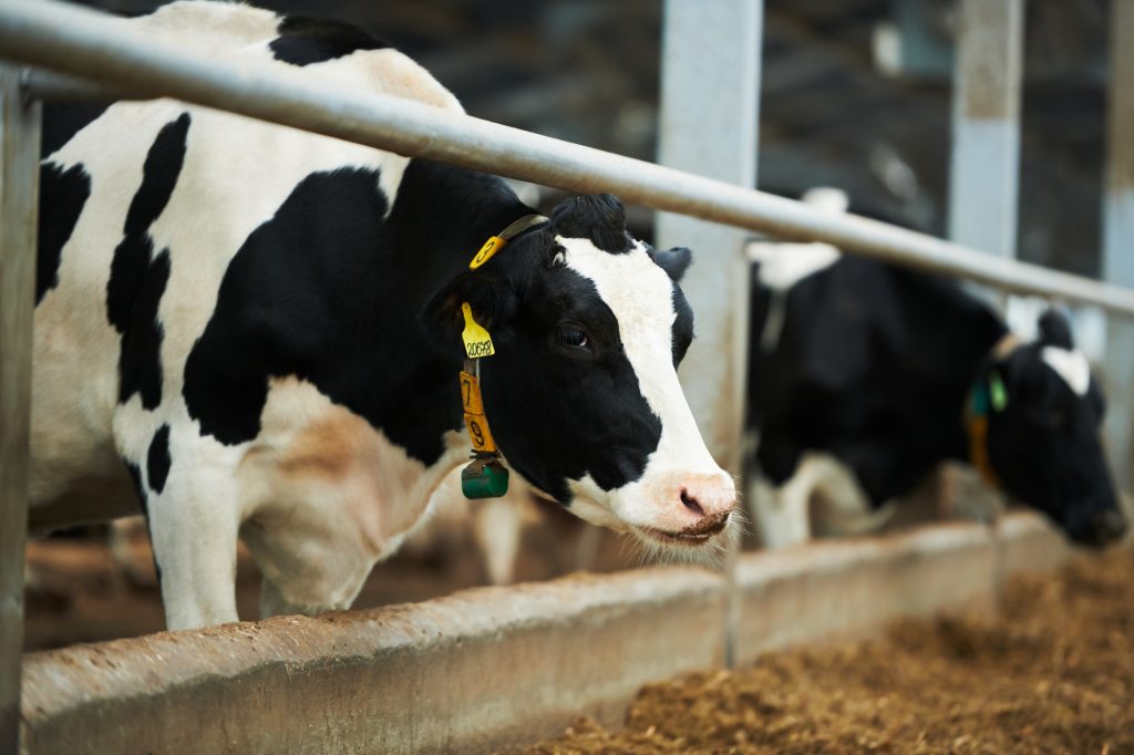 Purebred dairy cow standing in cowshed against other cattle